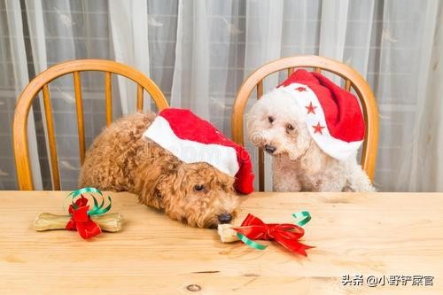 宠物圣诞特辑来了！狗狗也过圣诞节铲屎官们一起来玩吧