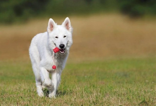 牧羊犬中工作最敬业的，来看看到底是那一只小可爱获得桂冠？