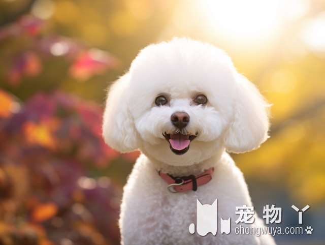 法斗牛犬什么品种最好？